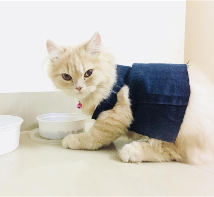 OSCAR