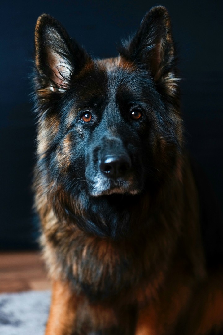 german Shepherd