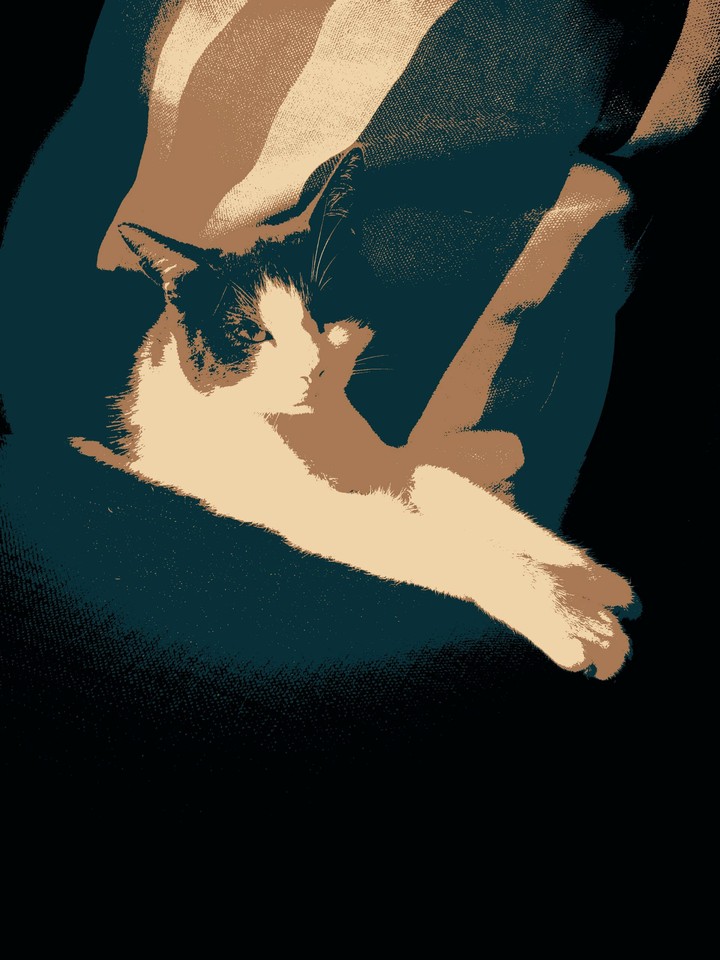 Cat ❤❤