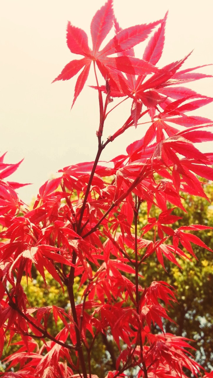 Red Daylight