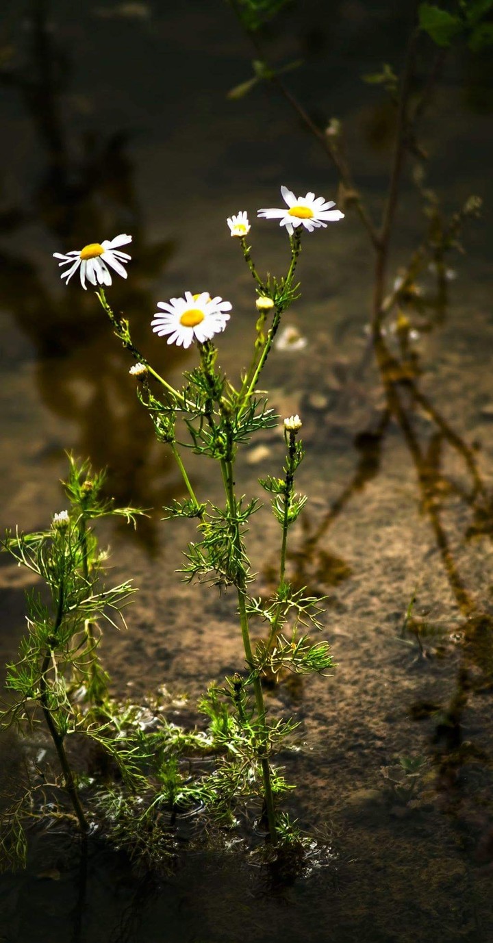chamomile
