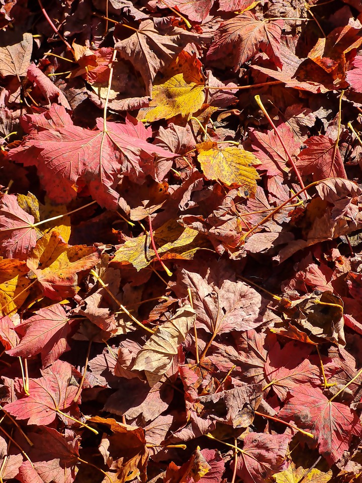 Autunno