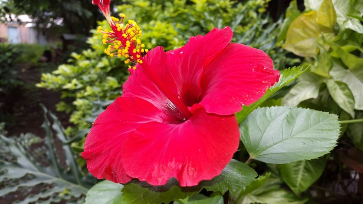 Nature's Colour