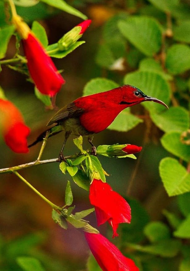 Birds