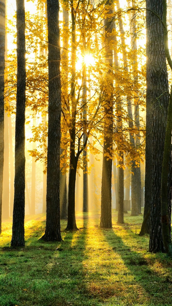 forest