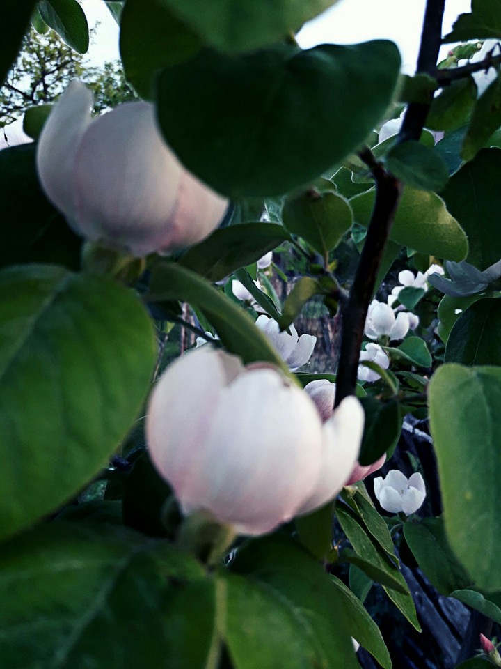 Nature