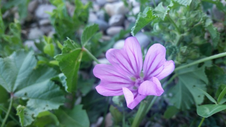 purple single flower