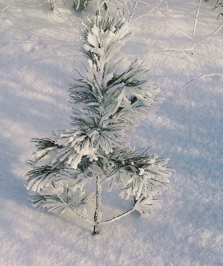 Little Christmas tree