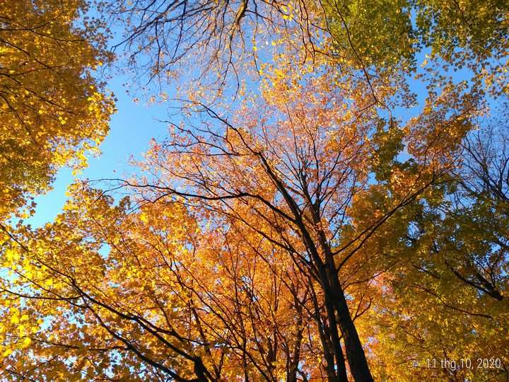 another tree and Autumn