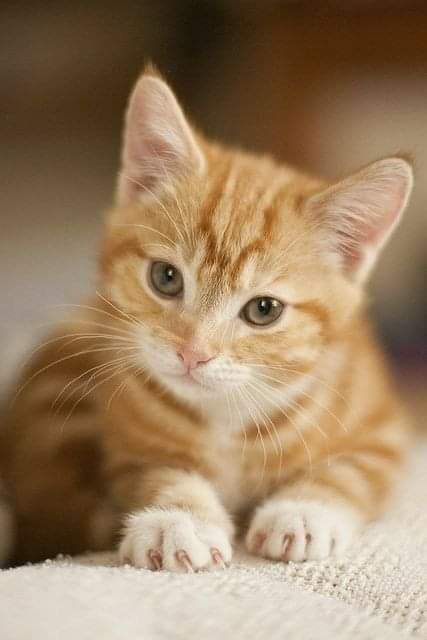 나의 냥이❤