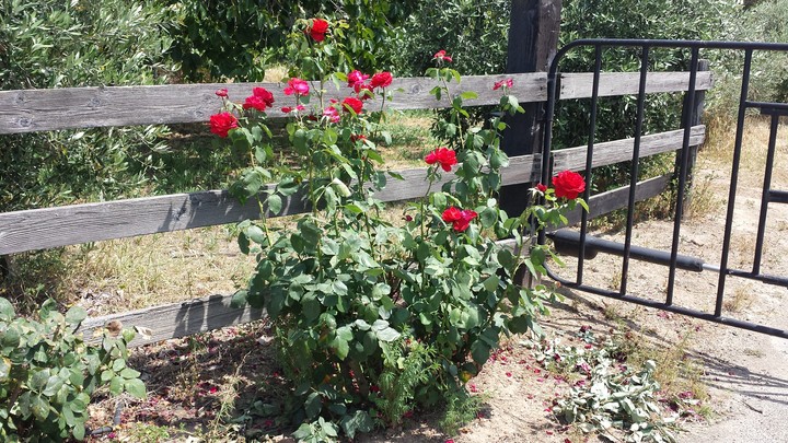 rose bush