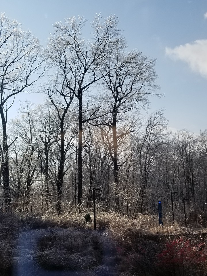 Ice-Covered Trees