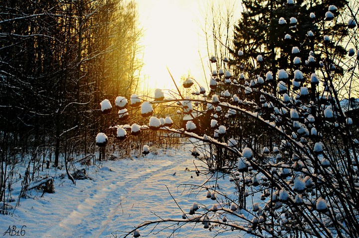 winter forest