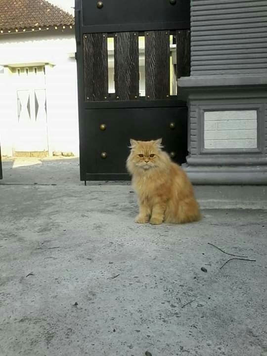 ada singa kecil lagi jaga rumah