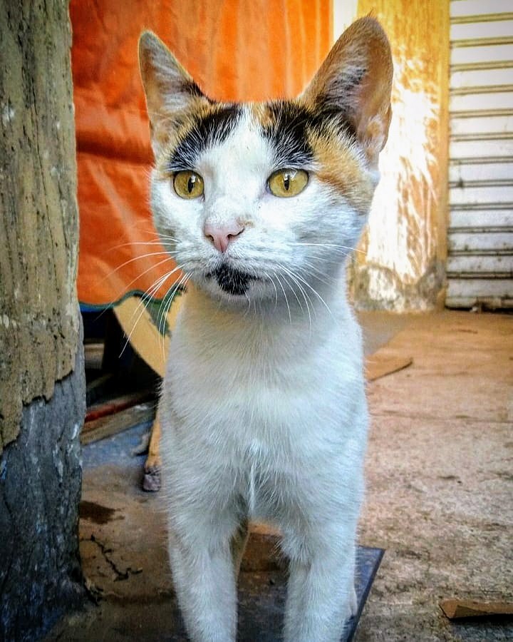 cat