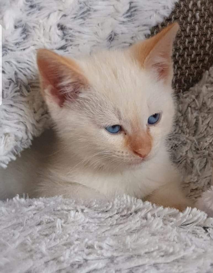 Phoenix the Cat