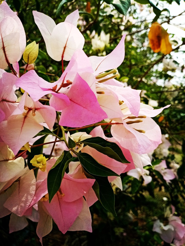 Bugambilia