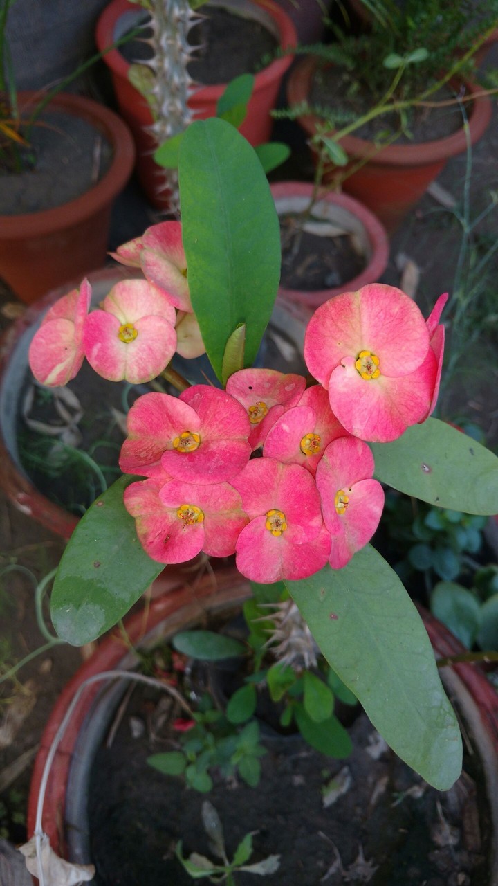 flowers