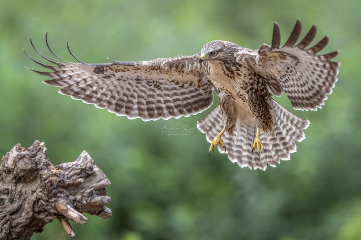 Prepare for landing....
by Arno van Zon
