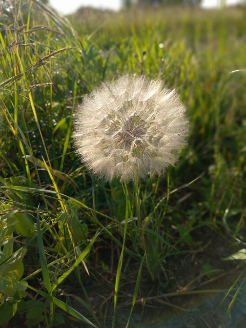 sfondi prairie, wildflower