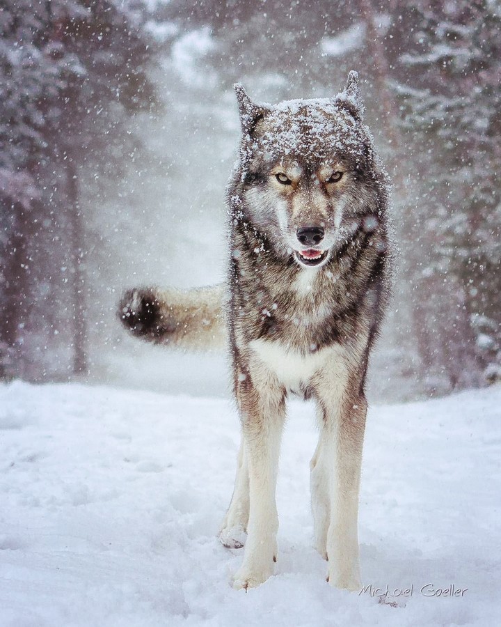 Wolf