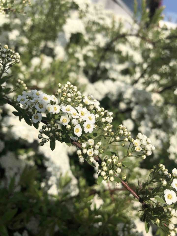 botany