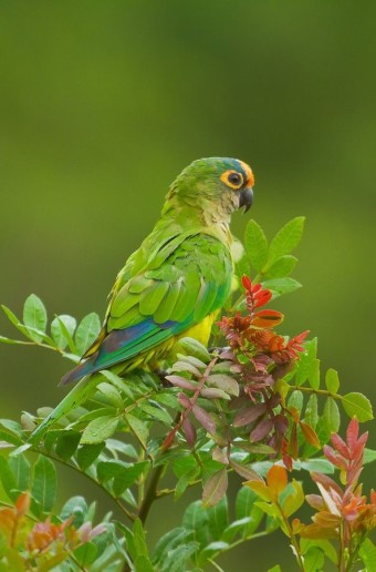 a parrot