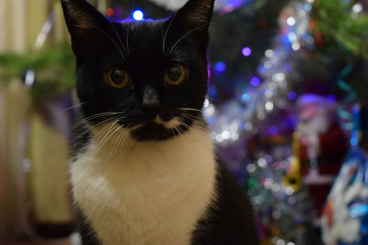 Cat