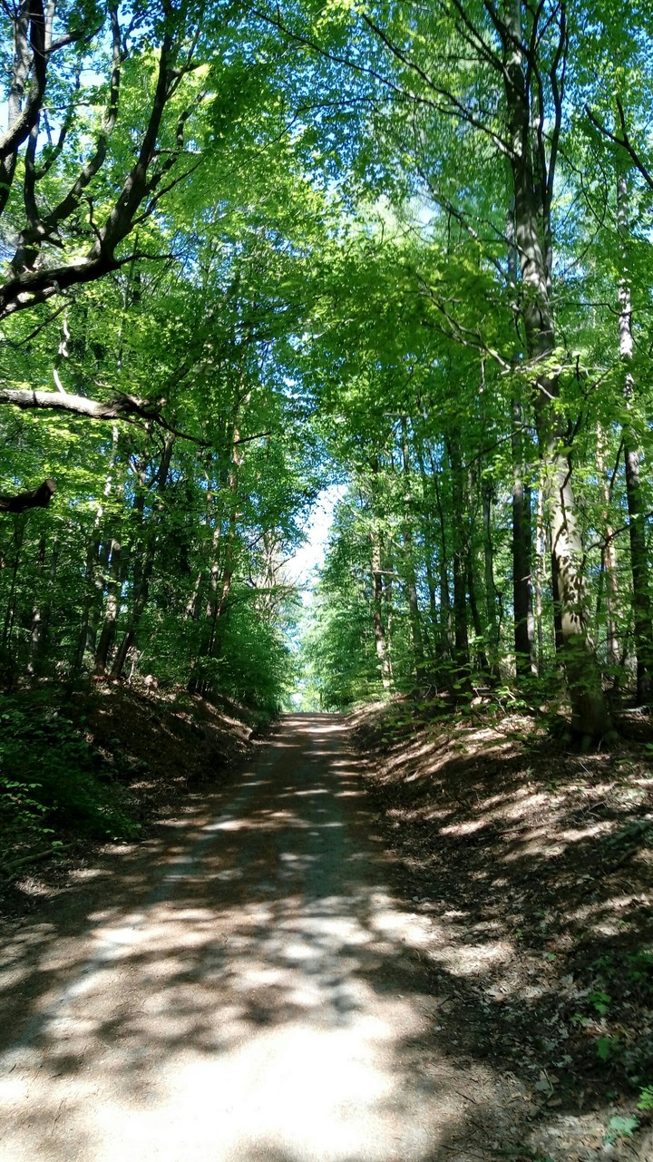 Forest 3