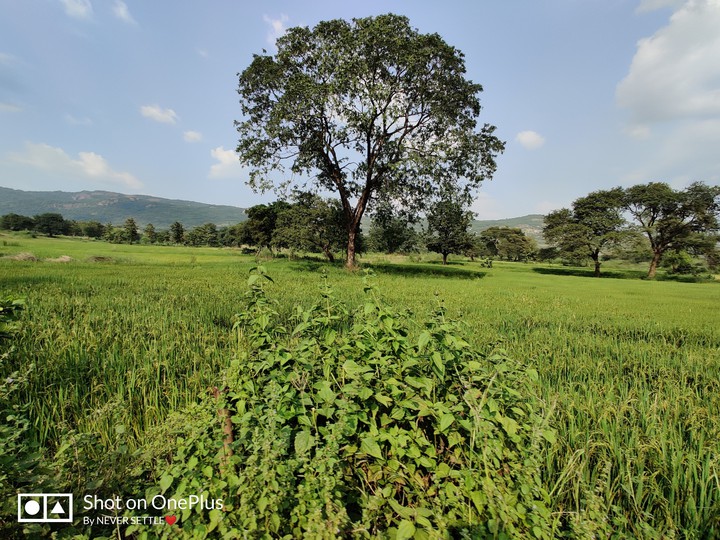 Green Field