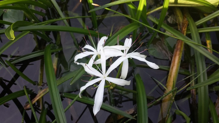 white flower