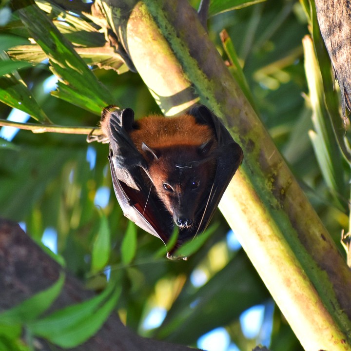 bat