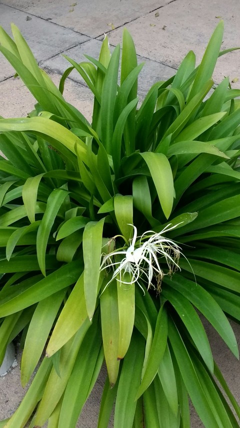 Plant