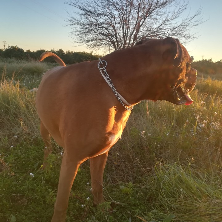 boxer