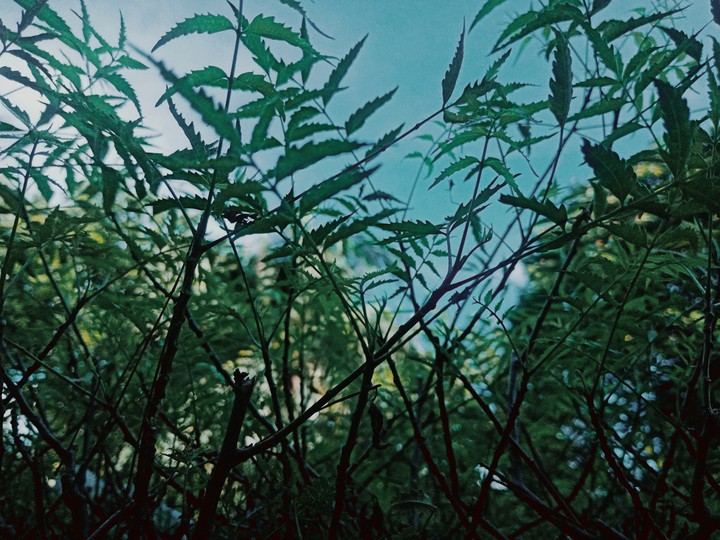 Leaves