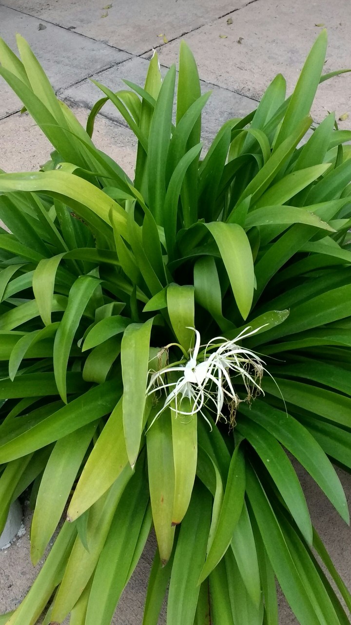 Plant