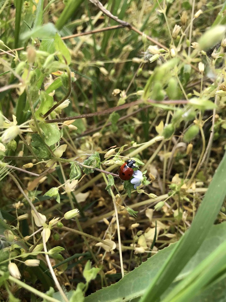 ladybug