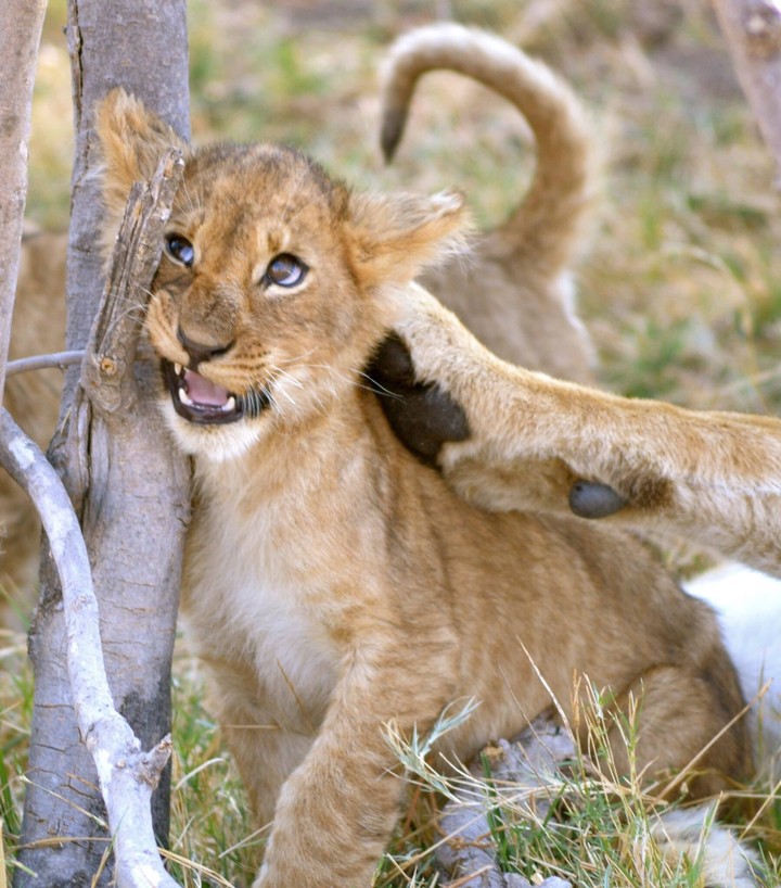 Lion
