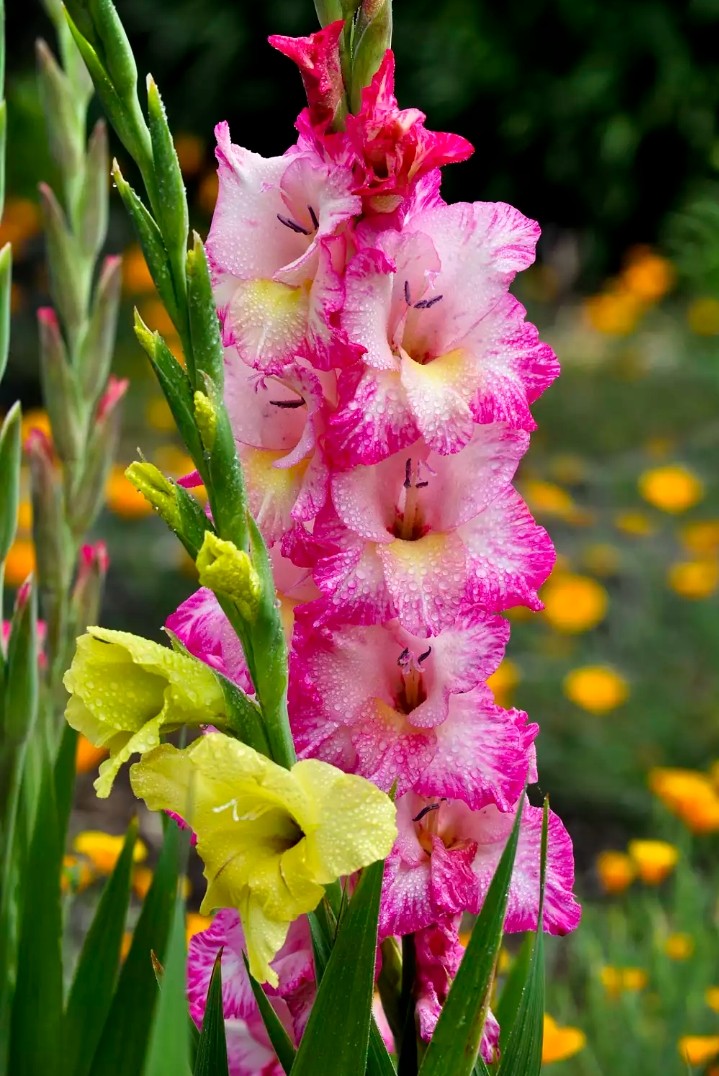 gladiola