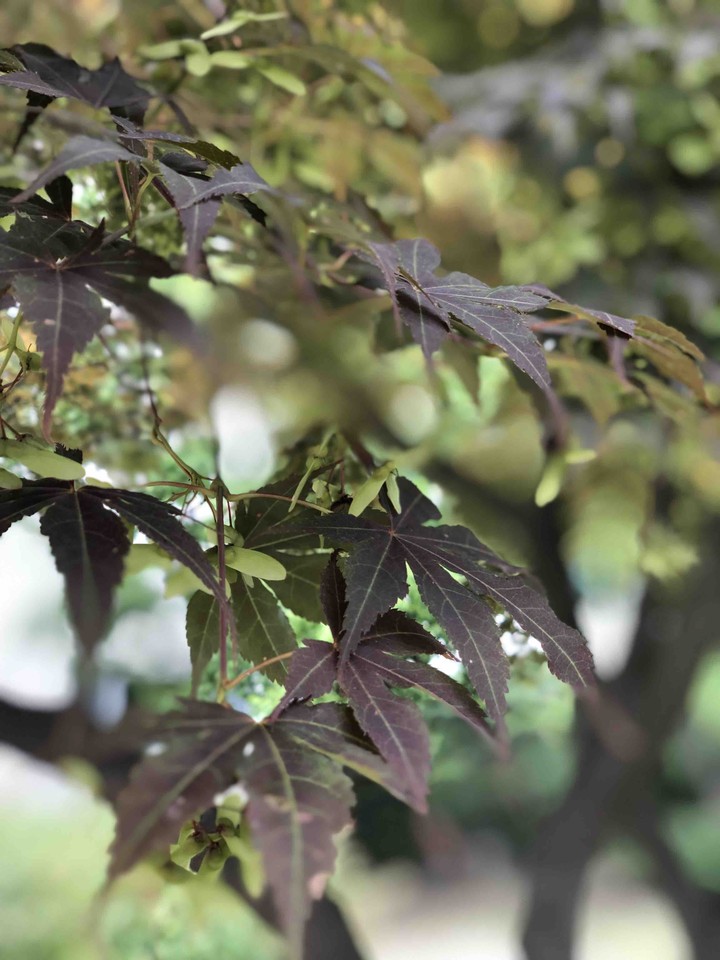maple
