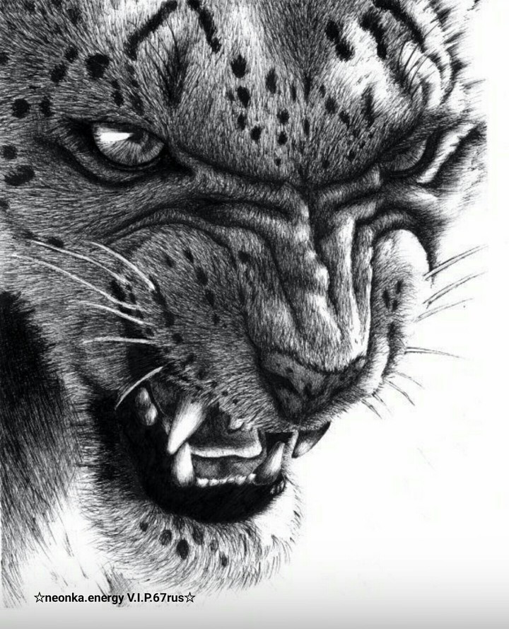 tiger