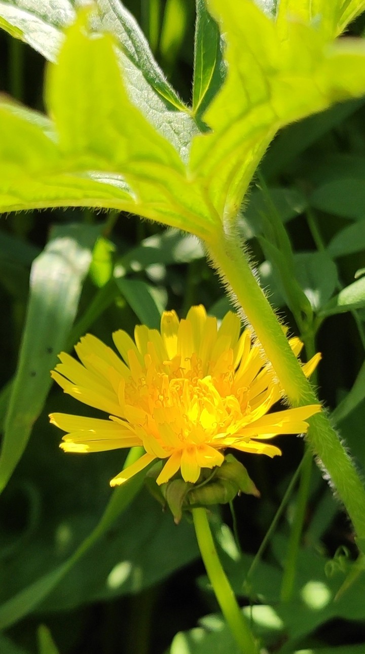 sunny summer