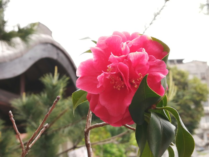 茶花