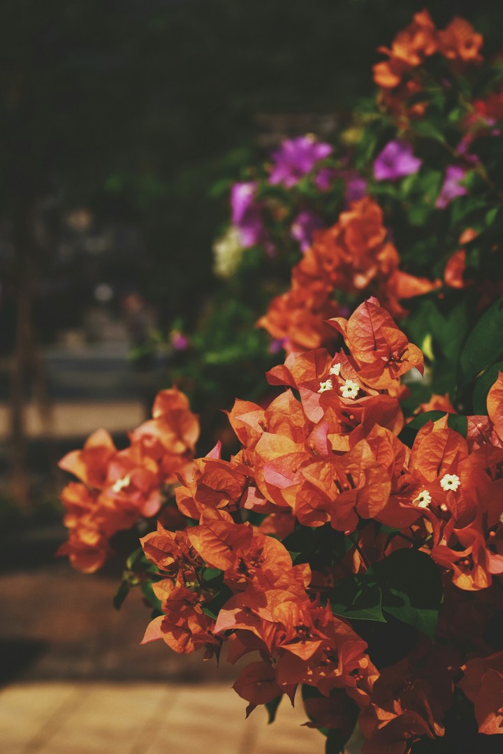 blossom orange