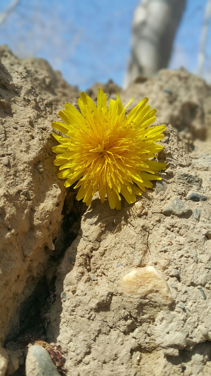 dandelion