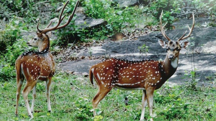 wildlife