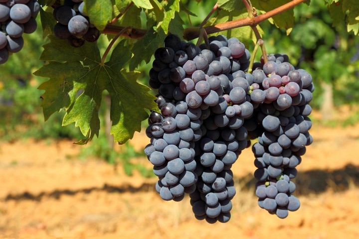 grapes