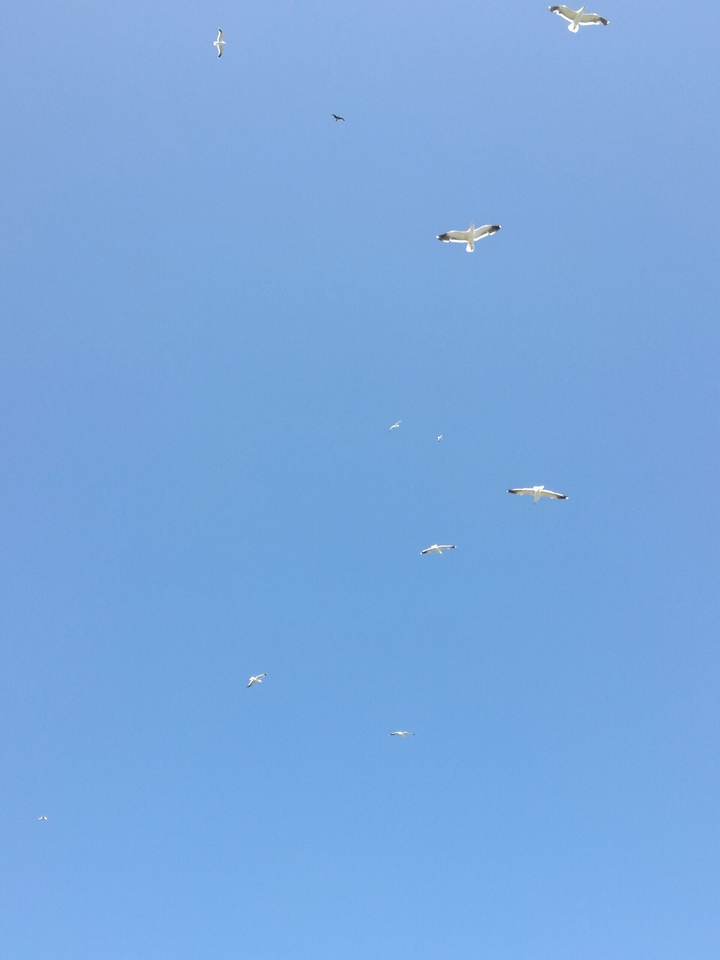 Oh how amazing it would be if you could fly