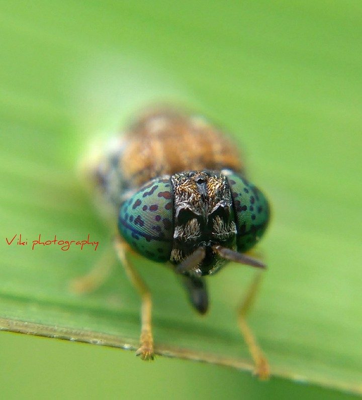 fly