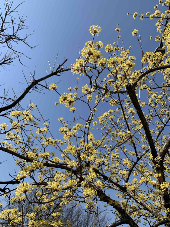 산수유
